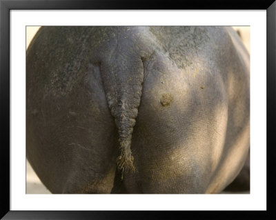Hippopotamus' Rear End At The Sedgwick County Zoo, Kansas by Joel Sartore Pricing Limited Edition Print image
