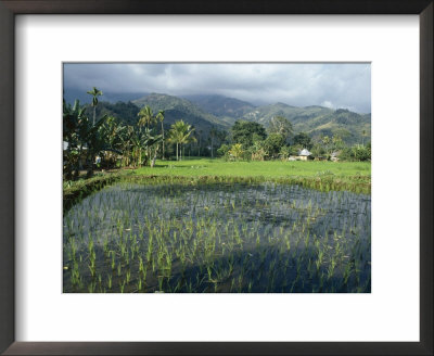 Rice Paddy Fields, Moni, Island Of Flores, Indonesia by Jane Sweeney Pricing Limited Edition Print image