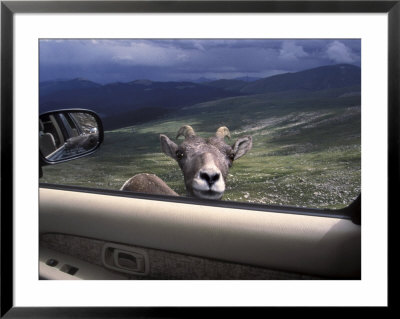 Big Horn Sheep Looking Through Car Window, Mt. Evans, Colorado, Usa by James Gritz Pricing Limited Edition Print image