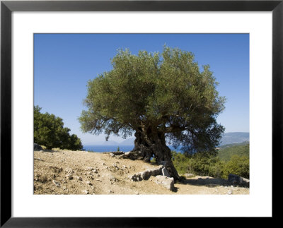 Very Old Olive Tree, Kefalonia (Cephalonia), Ionian Islands, Greece by R H Productions Pricing Limited Edition Print image