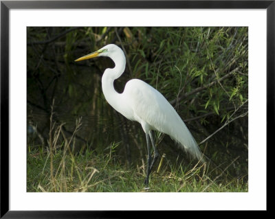 Egret, Everglades National Park, Unesco World Heritage Site, Florida, Usa by Ethel Davies Pricing Limited Edition Print image