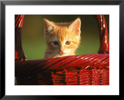 Kitten In Red Basket by Frank Siteman Pricing Limited Edition Print image