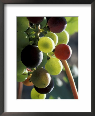 Cab Franc, Grape Cluster In Veraison, Seven Hills Vineyard, Umatilla County, Oregon, Usa by Brent Bergherm Pricing Limited Edition Print image
