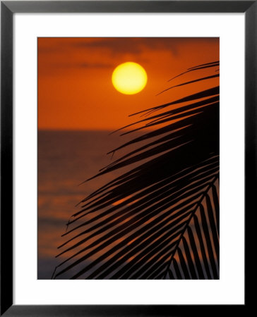 Palm At Sunset, Costa Rica by Michele Westmorland Pricing Limited Edition Print image