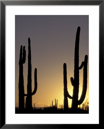 Saguaro Cacti, Organ Pipe National Monument, Arizona, Usa by William Sutton Pricing Limited Edition Print image