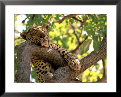 Leopard, Okavango Delta, Botswana by Pete Oxford Pricing Limited Edition Print image