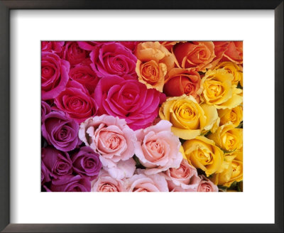 Rose Detail by Fogstock Llc Pricing Limited Edition Print image
