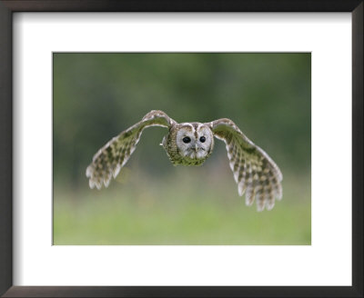 Tawny Owl, Adult In Flight, Uk by Mark Hamblin Pricing Limited Edition Print image
