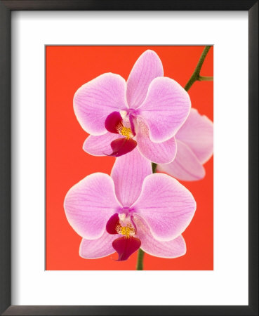 Phalaenopsis Orchid (Moth Orchid) by Mark Bolton Pricing Limited Edition Print image