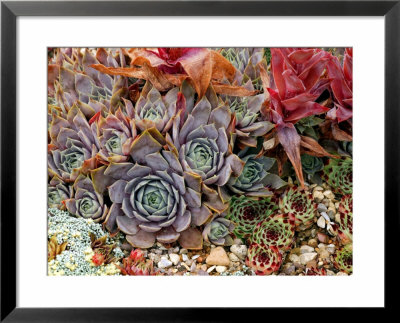 Sempervivum (Houseleek), Close-Up Of Mixed Succulents by Susie Mccaffrey Pricing Limited Edition Print image