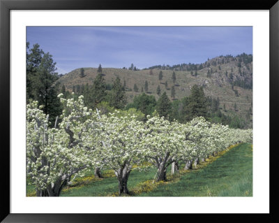 Apple Orchard Trees In Bloom, Methow Valley, Washington, Usa by Jamie & Judy Wild Pricing Limited Edition Print image