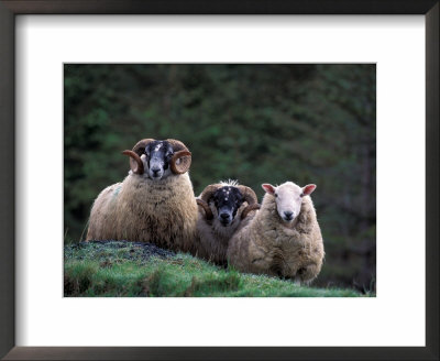 Scottish Sheep, Isle Of Skye, Scotland by Gavriel Jecan Pricing Limited Edition Print image