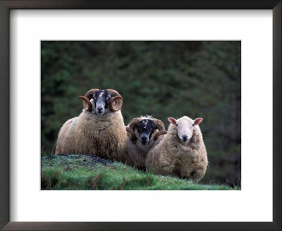 Scottish Sheep, Isle Of Skye, Scotland by Gavriel Jecan Pricing Limited Edition Print image