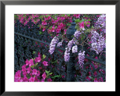 Azaleas And Wisteria Bloom At Bonaventure Cemetery, Savannah, Georgia, Usa by Joanne Wells Pricing Limited Edition Print image