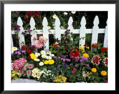 White Picket Fence And Flowers, Sammamish, Washington, Usa by Darrell Gulin Pricing Limited Edition Print image