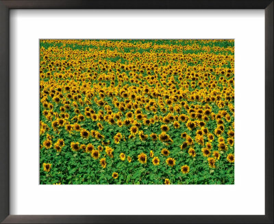 Sunflower Field, Tuscany, Italy by David Tomlinson Pricing Limited Edition Print image