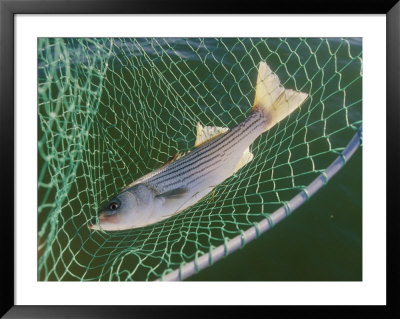 Striped Bass In Net by Skip Brown Pricing Limited Edition Print image