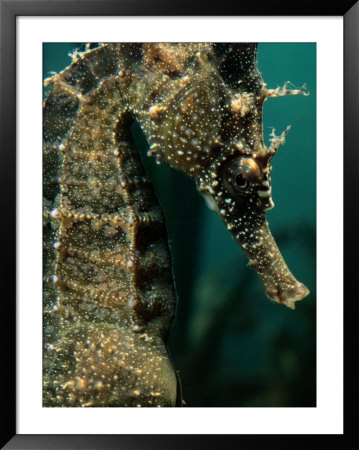 Male Seahorse (Hippocampus Whitei) by George Grall Pricing Limited Edition Print image