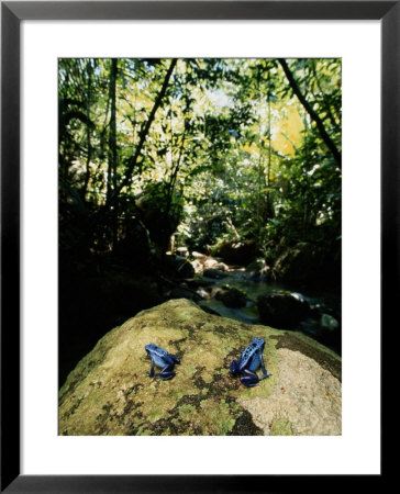 Two Endangered Blue Poison Dart Frogs by George Grall Pricing Limited Edition Print image