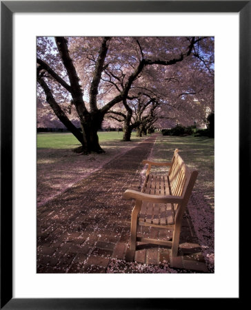 Japanese Cherry Trees At The University Of Washington, Seattle, Washington, Usa by Jamie & Judy Wild Pricing Limited Edition Print image