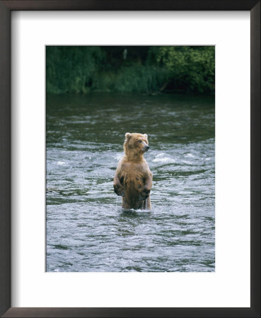 Grizzly Bear (Ursus Arctos Horribilis) Fishing At Brook Falls, Katmai National Park, Alaska by Rich Reid Pricing Limited Edition Print image