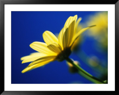Yellow Daisy by Mitch Diamond Pricing Limited Edition Print image