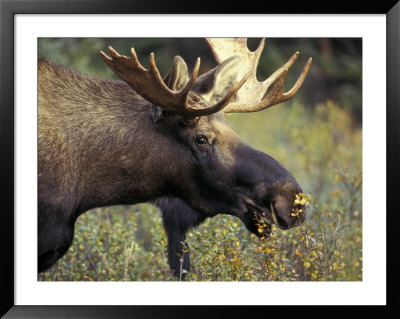 Bull Moose With Antlers, Denali National Park, Alaska, Usa by Howie Garber Pricing Limited Edition Print image