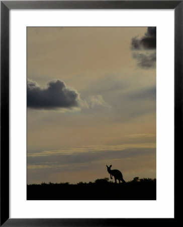 Red Kangaroo Silhouetted On Rise, Sturt National Park, New South Wales, Australia by Mitch Reardon Pricing Limited Edition Print image