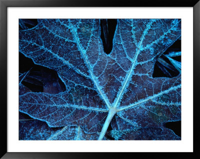 Frost On Maple Leaves In Fall Creek, Oregon, Usa by Greg Gawlowski Pricing Limited Edition Print image