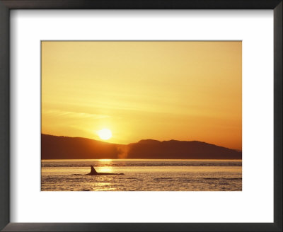 Surfacing Orca Whales, San Juan Islands, Washington, Usa by Stuart Westmoreland Pricing Limited Edition Print image