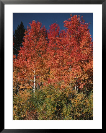 Autumn In Grand Tetons National Park, Wyoming, Usa by Dee Ann Pederson Pricing Limited Edition Print image