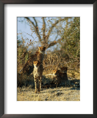 Cheetahs by Beverly Joubert Pricing Limited Edition Print image