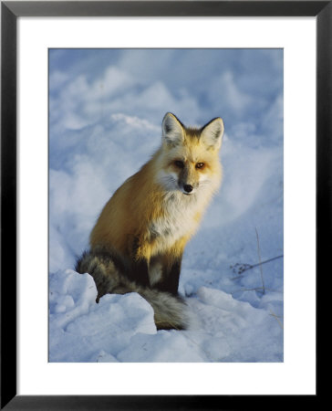 A Red Fox Sits In The Snow by Tom Murphy Pricing Limited Edition Print image