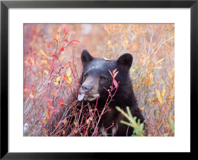A Black Bear Eats A Blueberry While Adding Weight For Hibernation by Taylor S. Kennedy Pricing Limited Edition Print image