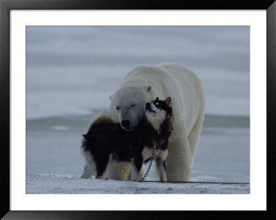 A Polar Bear (Ursus Maritimus) And A Husky Cuddle Up To Each Other In The Snow by Norbert Rosing Pricing Limited Edition Print image