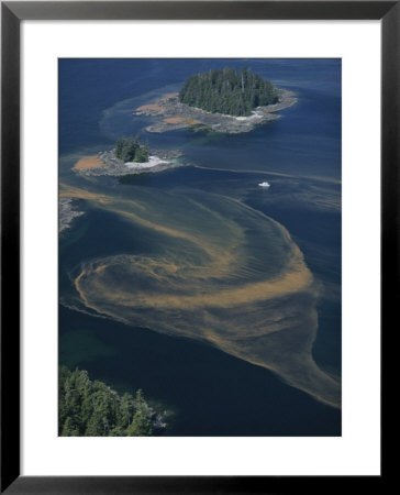Red Tides Swirl Around Islands In Southeast Alaska by Bill Curtsinger Pricing Limited Edition Print image
