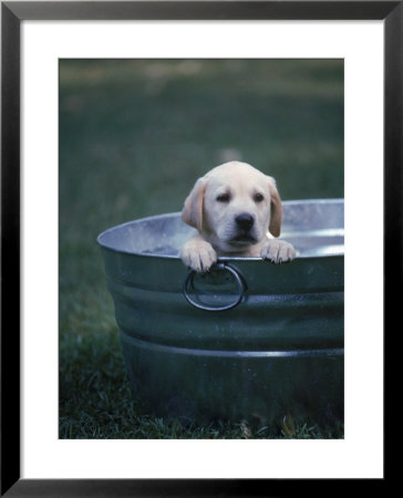 Labrador Pup by Gregory Baker Pricing Limited Edition Print image