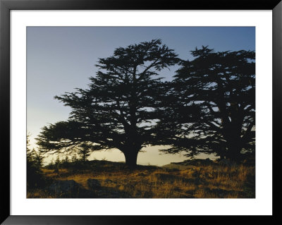Cedars Of Lebanon At The Foot Of Mount Djebel Makhmal Near Bsharre, Lebanon, Middle East by Ursula Gahwiler Pricing Limited Edition Print image