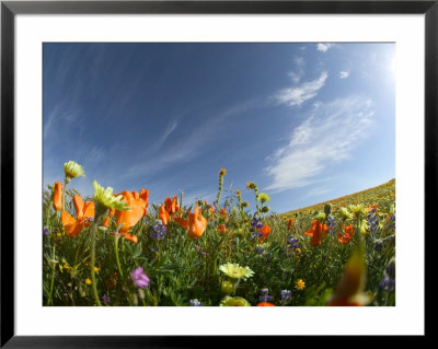 Poppies And Desert Dandelion Spring Bloom, Lancaster, Antelope Valley, California, Usa by Terry Eggers Pricing Limited Edition Print image