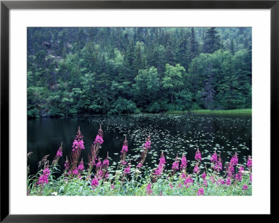 Fireweed And Forest Along Inside Passage, Alaska, Usa by Paul Souders Pricing Limited Edition Print image