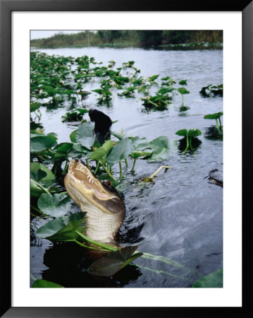 Alligator Being Fed, Everglades National Park, Usa by Peter Ptschelinzew Pricing Limited Edition Print image