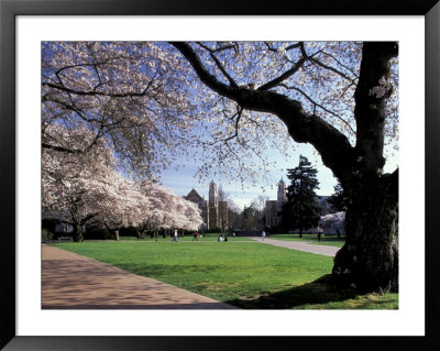 Cherry Trees In Bloom, University Of Washington, Seattle, Washington, Usa by Jamie & Judy Wild Pricing Limited Edition Print image