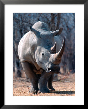 White Square-Lipped Rhino, Namibia by Claudia Adams Pricing Limited Edition Print image