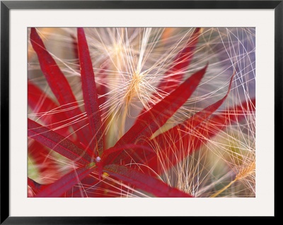 Fireweed And Wild Barley In Denali National Park, Alaska, Usa by Darrell Gulin Pricing Limited Edition Print image