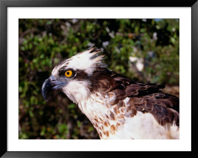 Osprey (Pandion Haliaetus) In Florida Keys, Usa by Lee Foster Pricing Limited Edition Print image