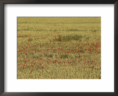 View Of A Field Full Of Wildflowers by Sisse Brimberg Pricing Limited Edition Print image