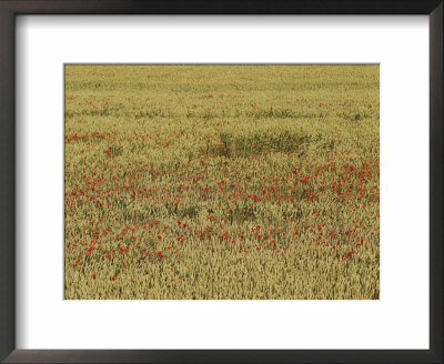 View Of A Field Full Of Wildflowers by Sisse Brimberg Pricing Limited Edition Print image
