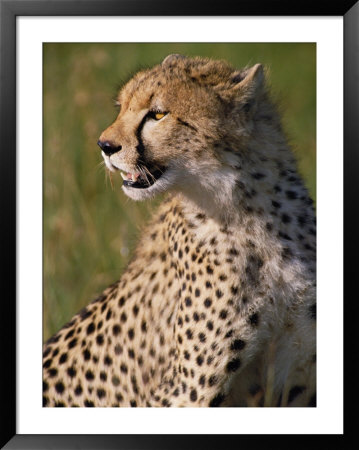 Close View Of A Cheetah by Beverly Joubert Pricing Limited Edition Print image