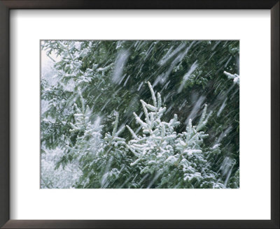 Blowing Snow During A Storm Blankets Evergreen Branches by Bill Curtsinger Pricing Limited Edition Print image