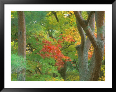 Okochi Sanso, Kyoto, Japan by Rob Tilley Pricing Limited Edition Print image